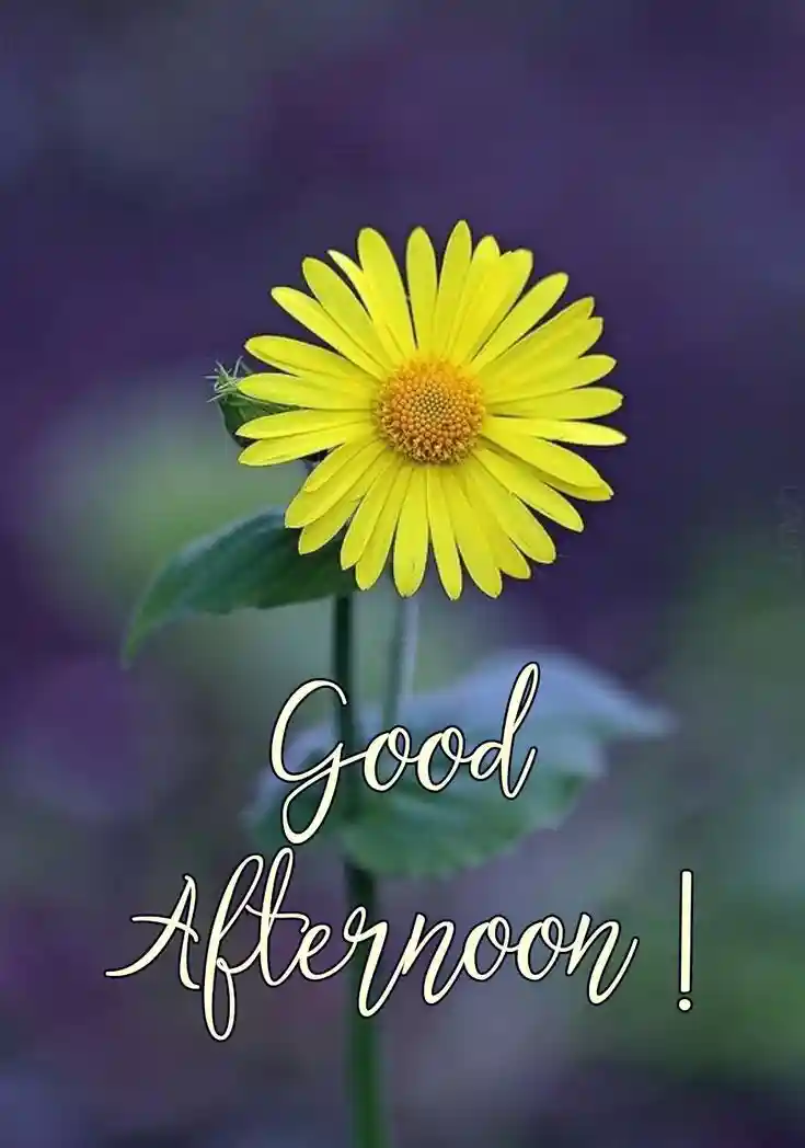 good-afternoon-flowers-images