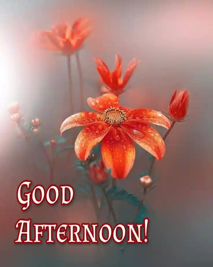 good-afternoon-images-for-whatsapp