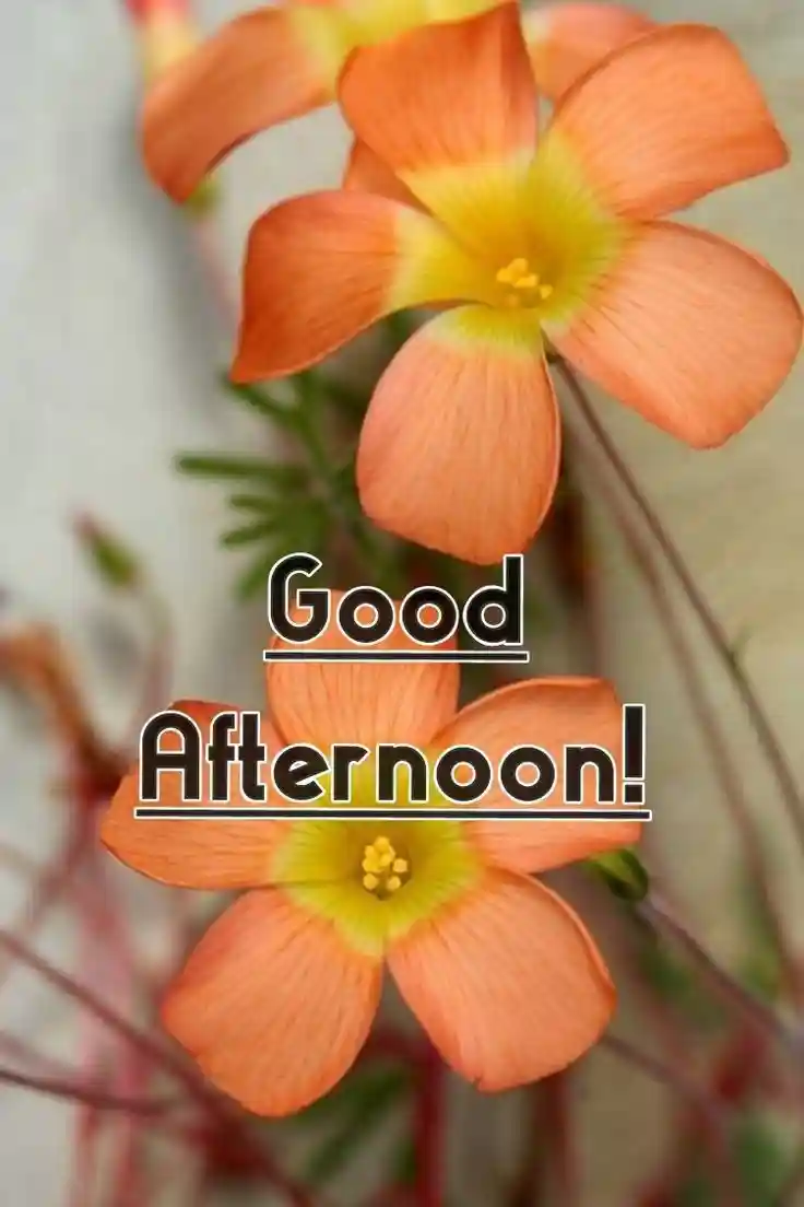 good-afternoon-images