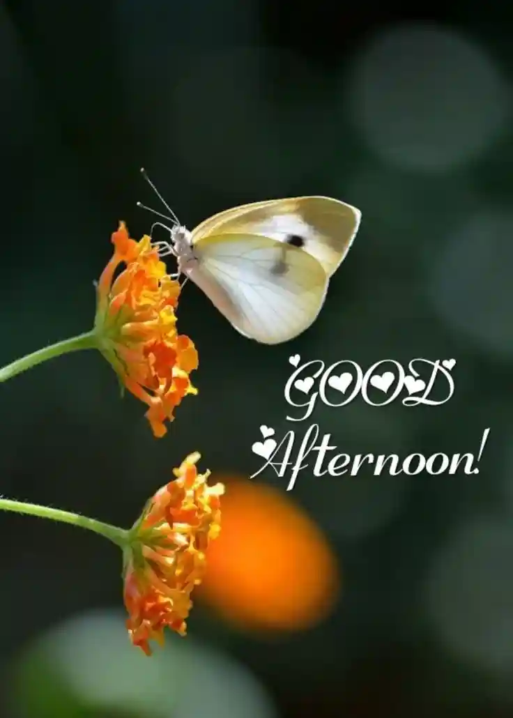 good-afternoon-love-images