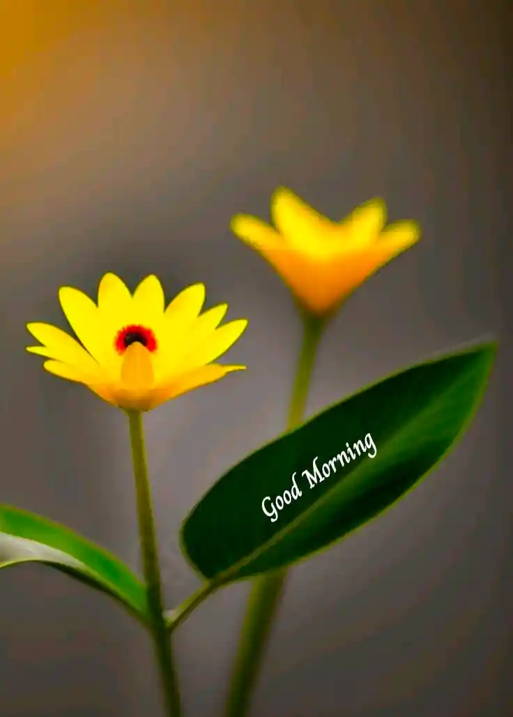 good-morning-images good-morning-images