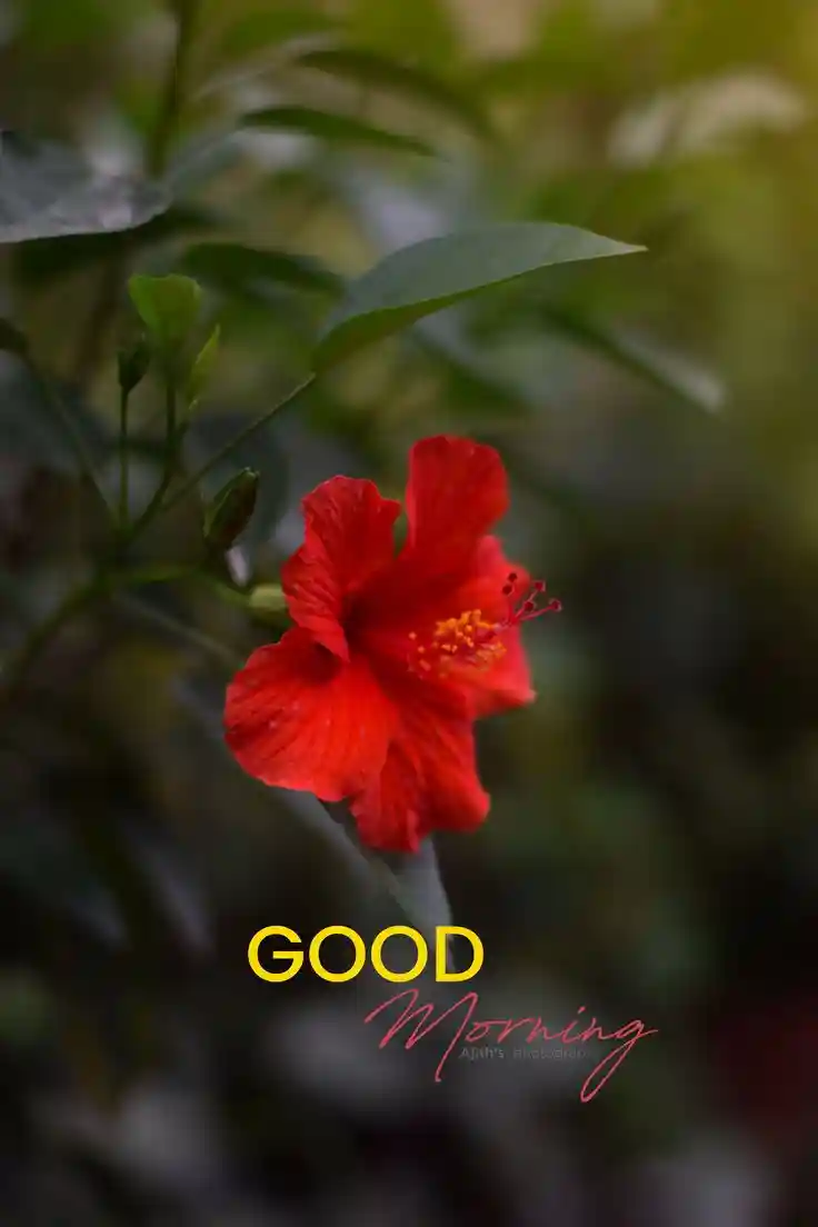 good-morning-images good-morning-images