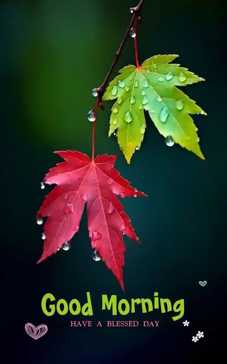 good-morning-love-images good-morning-love-images