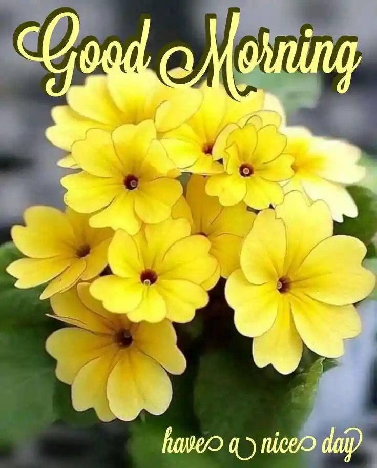 good-morning-photos good-morning-photos