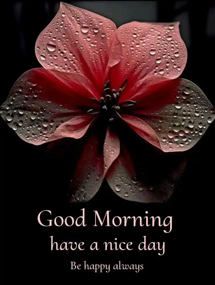 good-morning-pictures good-morning-pictures