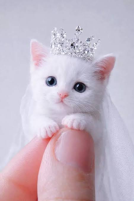 Instagram Cute DP Cute Animal DP