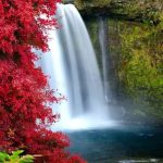 Cute Nature DP
