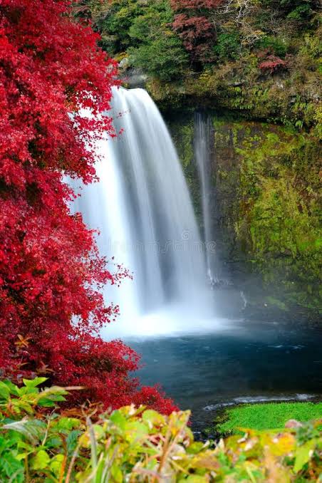 Cute Nature DP