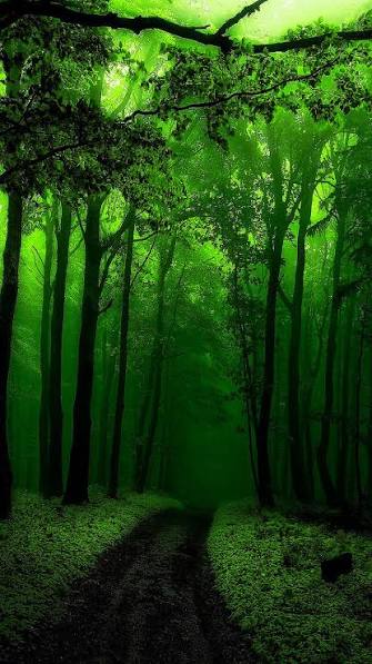 Green Forest and Trees
