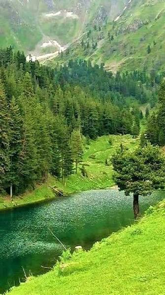 Green Forest and Trees
