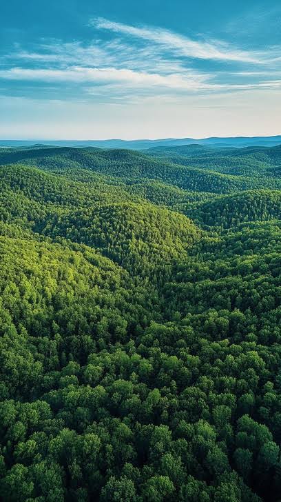 Green Forest and Trees
