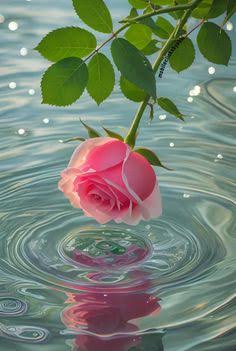 Cute DP Nature Ideas With Flowers
